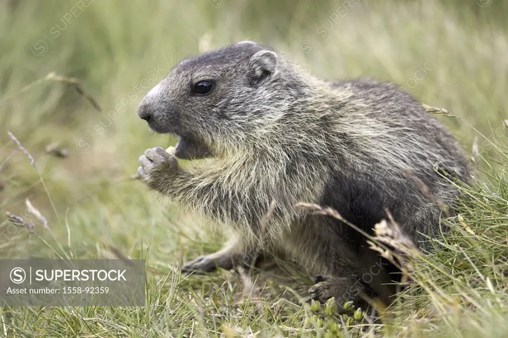 Mountain meadow, alpine marmot, Marmota  marmota, eat,   Series, wildlife, Wildlife, wild animal, animal, mammal, rodent, croissants, marmots, shyly, ...