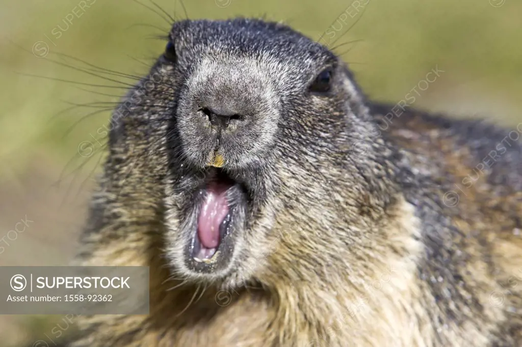 Alpine marmot, Marmota marmota,  Vigilance, warning reputation, portrait,   Series, wildlife, Wildlife, wild animal, animal, mammal, rodent, croissant...