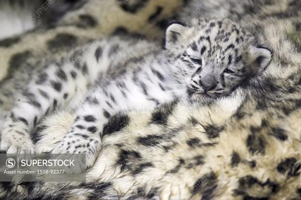 Zoo, snow leopards, Unica unica, sleeping dam, young,   Series, , wildlife, animals, wild animals, mammals, carnivores, big cat, Irbis, Kätzin, young,...