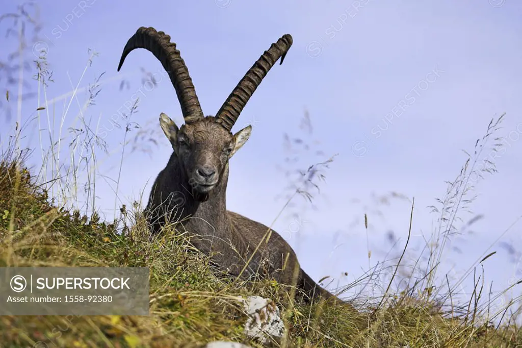 Mountains, alpine ibex, Capra ibex ibex, vigilance, detail,   Series, wildlife, Wildlife, animal, mammal, , horn bearers, ibex, Capra of hircus ibex, ...