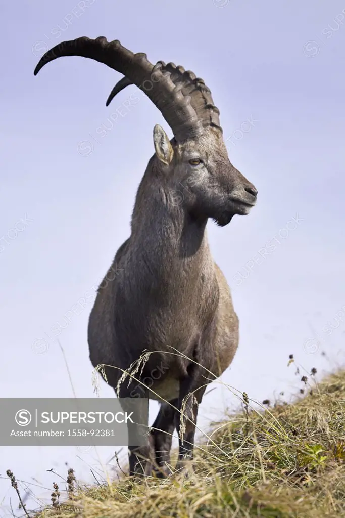 Mountains, alpine ibex, Capra ibex ibex, vigilance,   Series, wildlife, Wildlife, animal, mammal, , horn bearers, ibex, Capra of hircus ibex, male, at...