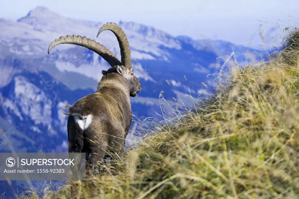Mountains, alpine ibex, Capra ibex ibex, view from behind,   Series, wildlife, Wildlife, animal, mammal, , horn bearers, ibex, Capra of hircus ibex, m...