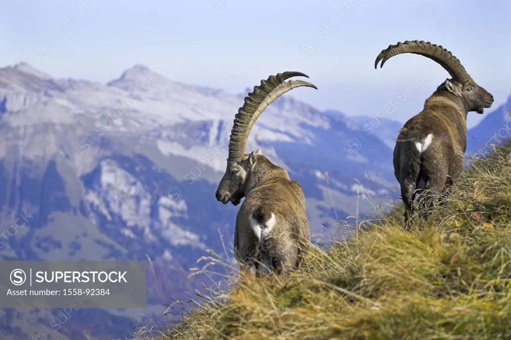 Mountains, alpine ibexes, Capra ibex ibex, view from behind,   Series, wildlife, Wildlife, animals, mammals, , horn bearers, ibexes, Capra of hircus i...