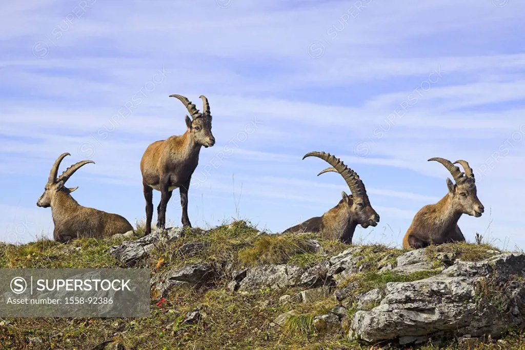 Mountains, alpine ibexes, Capra ibex ibex, vigilance,   Series, wildlife, Wildlife, animals, mammals, , horn bearers, ibexes, Capra hircus ibex, four,...