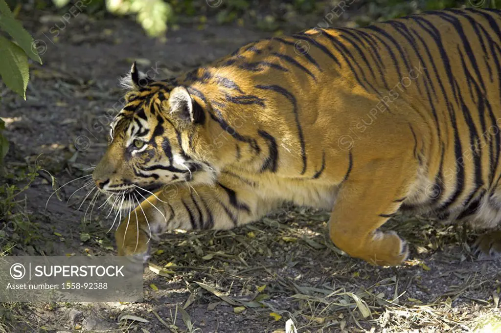 Zoo, Sumatra tigers, Panthera Tigris  sumatrae, hunt, detail,   Series, zoo, enclosures, wildlife, animal, wild animal, mammal, carnivore, big cat, pr...