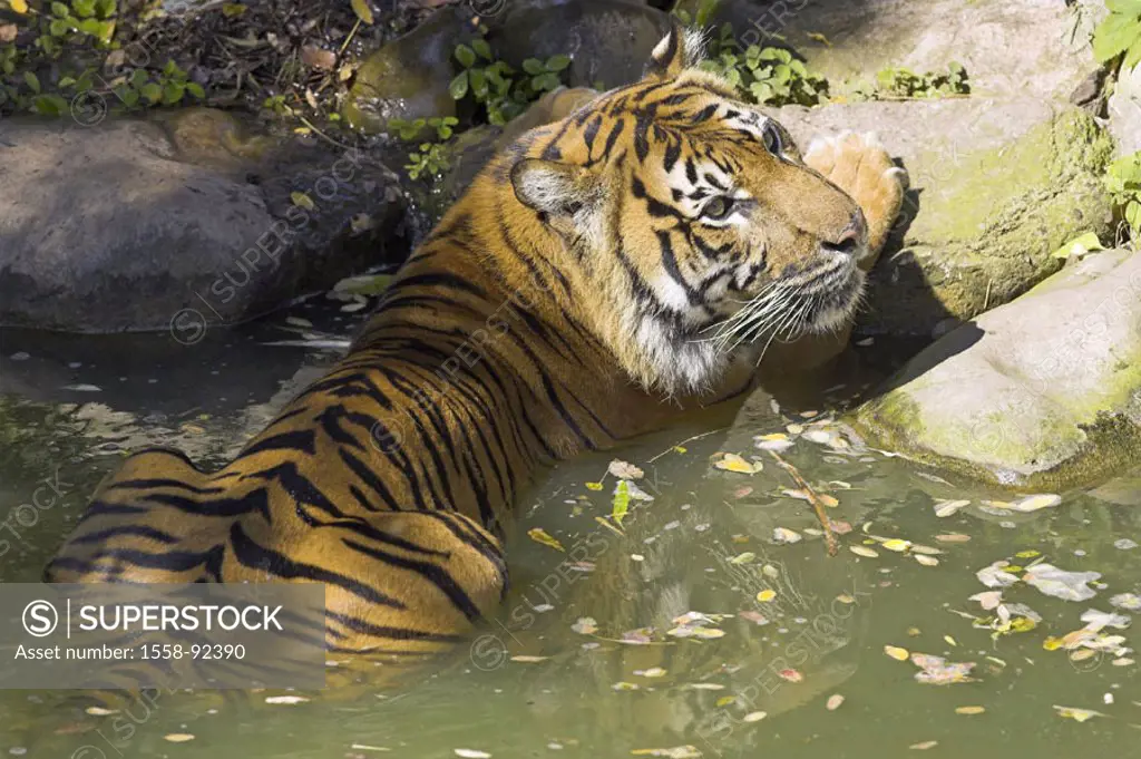 Zoo, Sumatra tigers, Panthera Tigris  sumatrae, water, cools off,   Series, zoo, enclosures, wildlife, animal, wild animal, mammal, carnivore, big cat...