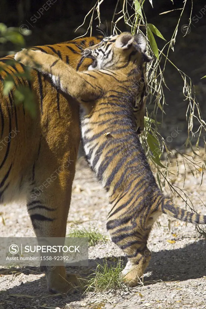 Zoo, Sumatra tigers, Panthera Tigris  sumatrae, dam, young, playing,   Series, zoo, enclosures, wildlife, animals, wild animals, mammals, carnivores, ...