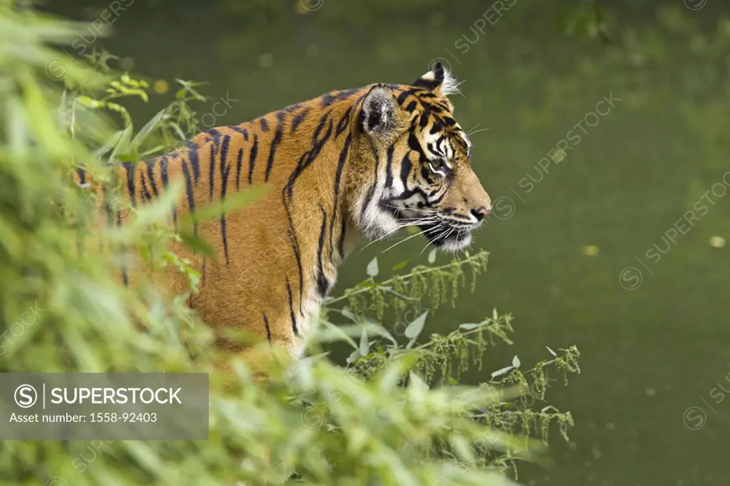 Zoo, Sumatra tigers, Panthera Tigris  sumatrae, shores, vigilance, detail,   Series, zoo, enclosures, wildlife, animal, wild animal, mammal, carnivore...