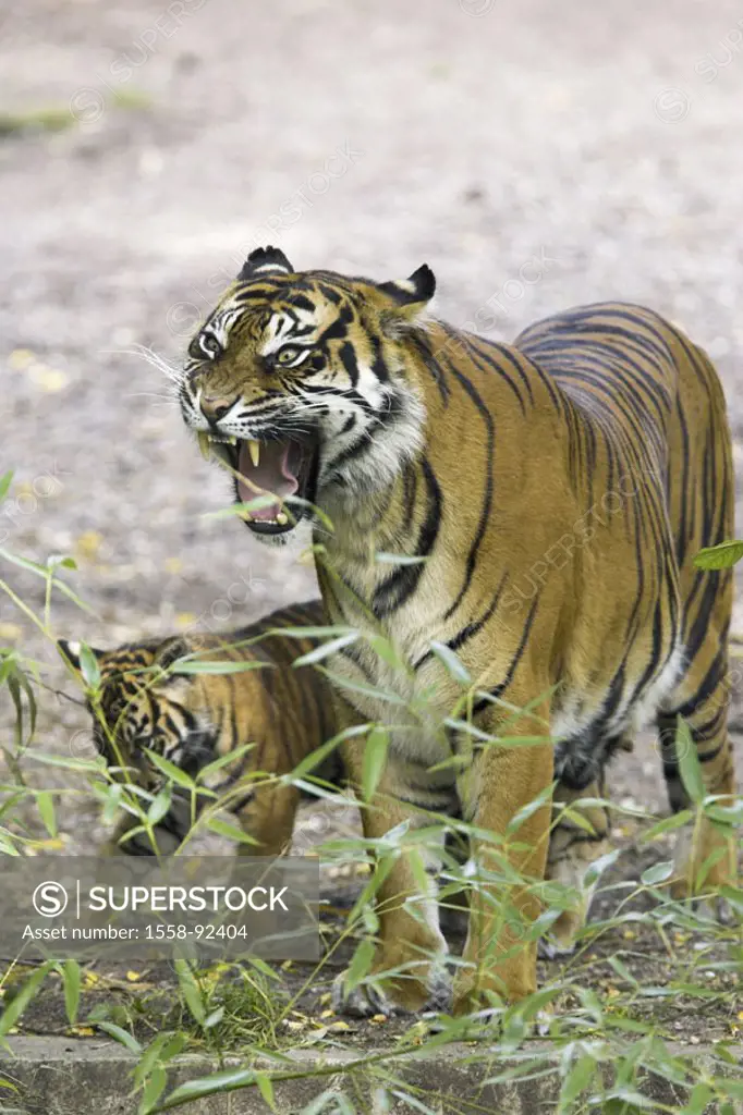 Zoo, Sumatra tigers, Panthera Tigris  sumatrae, dam, young, defense,   Series, zoo, enclosures, wildlife, animals, wild animals, mammals, carnivores, ...