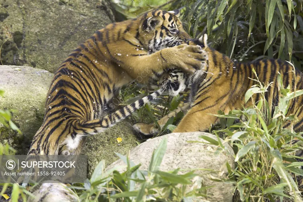 Zoo, Sumatra tigers, Panthera Tigris  sumatrae, young, brook, play,   Series, zoo, enclosures, wildlife, animals, wild animals, mammals, carnivores, b...