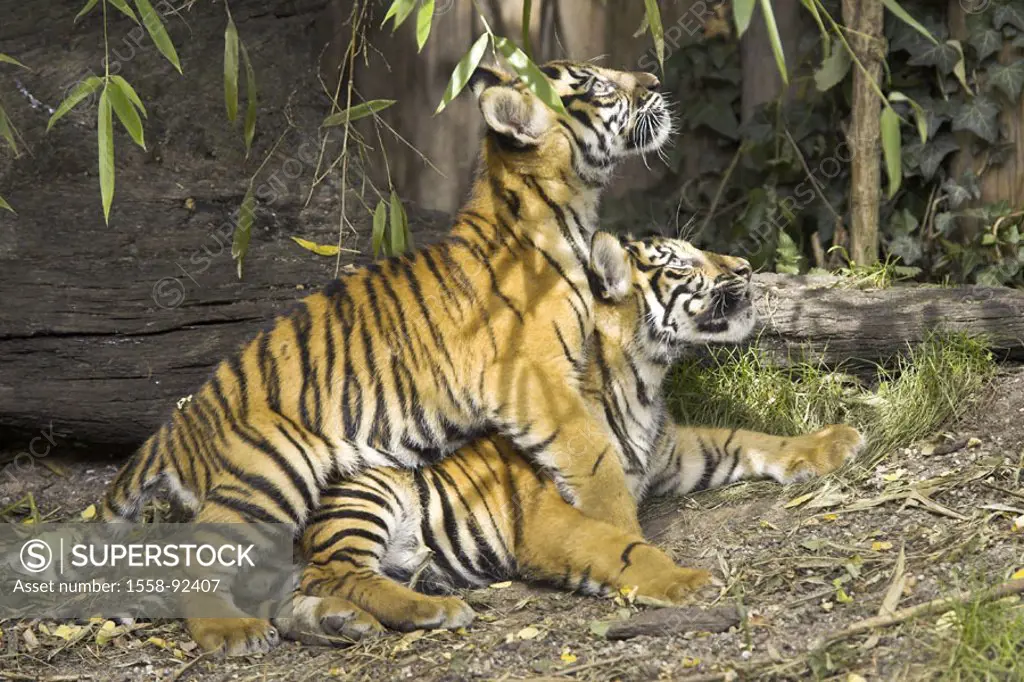 Zoo, Sumatra tigers, Panthera Tigris  sumatrae, young, brook, play,   Series, zoo, enclosures, wildlife, animals, wild animals, mammals, carnivores, b...
