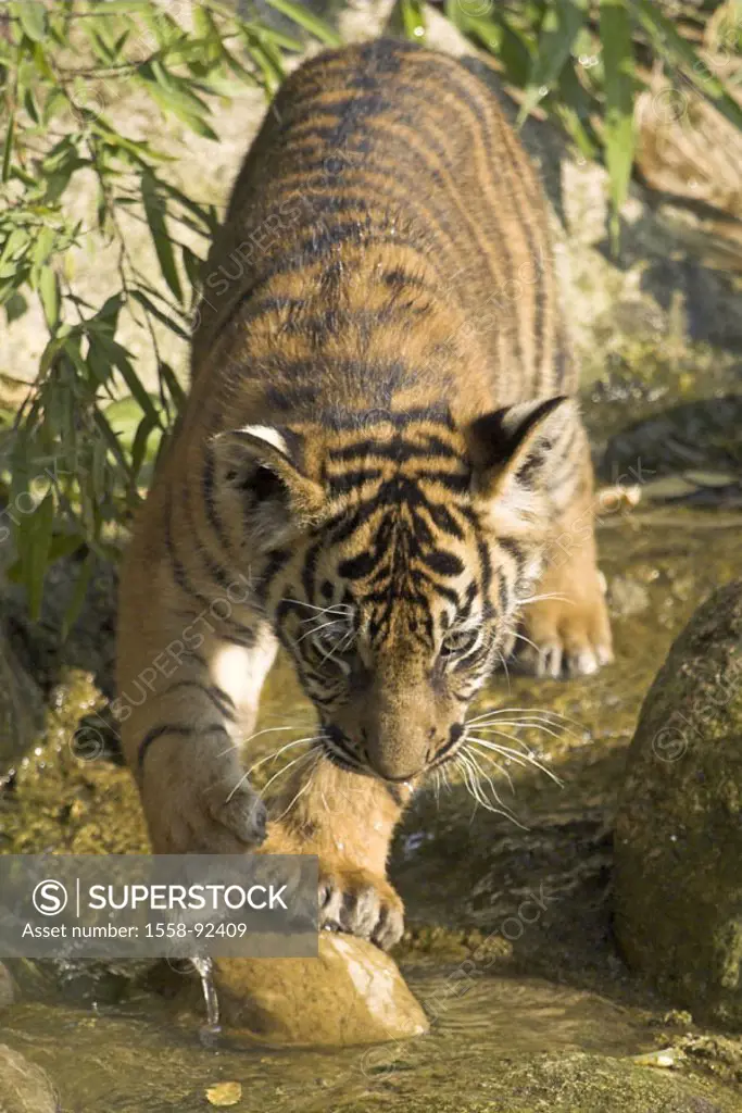 Zoo, Sumatra tigers, Panthera Tigris  sumatrae, young, brook, water,  going, Series, zoo, enclosures, wildlife, animal, wild animal, mammal, carnivore...