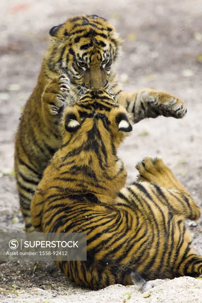 Zoo, Sumatra tigers, Panthera Tigris  sumatrae, young, playing,   Series, zoo, enclosures, wildlife, animals, wild animals, mammals, carnivores, big c...
