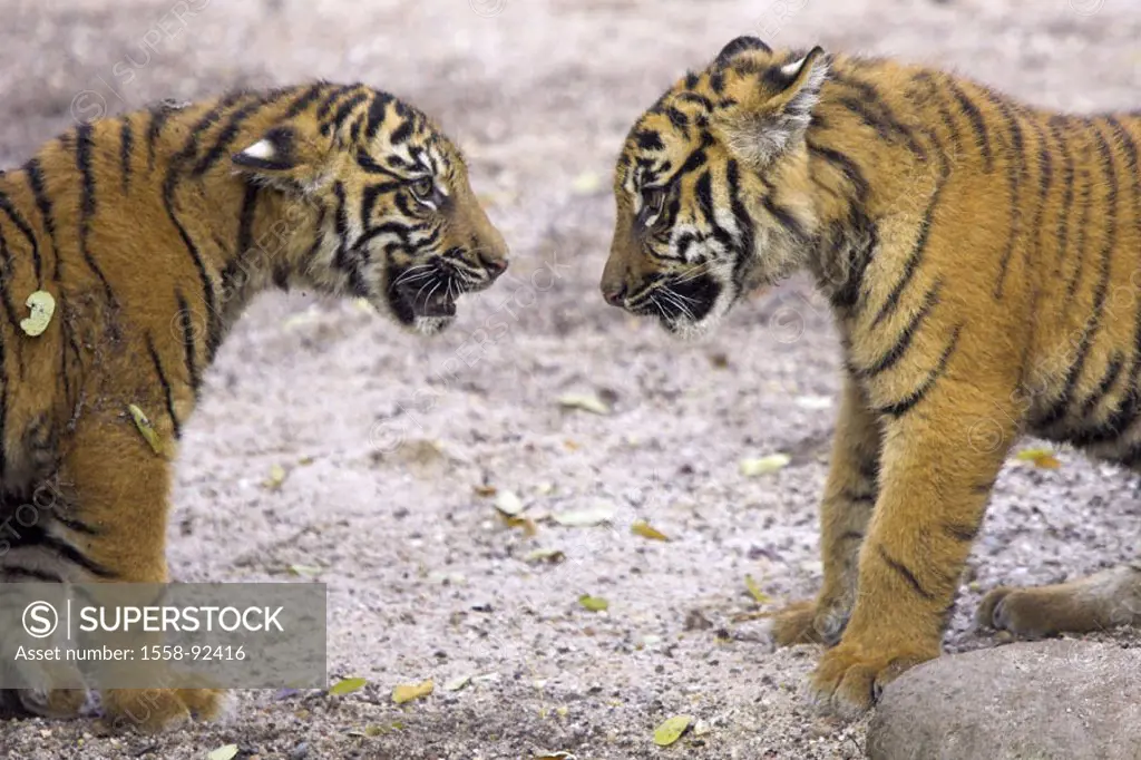 Zoo, Sumatra tigers, Panthera Tigris  sumatrae, young, stand, opposite, Gaze contact, detail, on the side,  Series, zoo, enclosures, wildlife, animals...