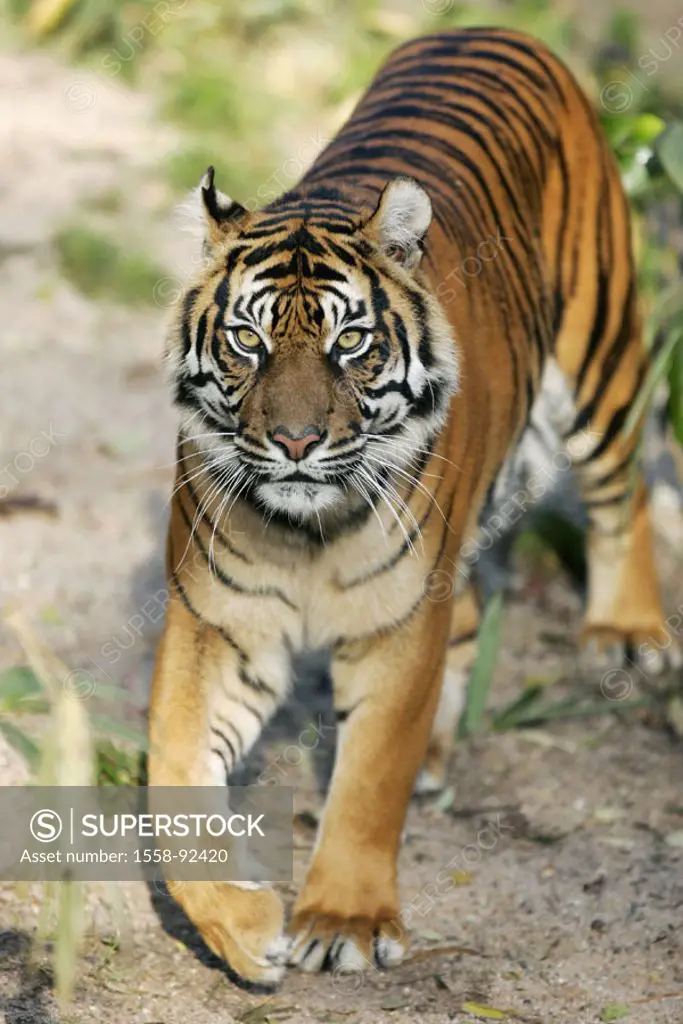 Zoo, Sumatra tigers, Panthera Tigris  sumatrae, expedition, vigilance,   Series, wildlife, zoo, enclosures, animal, wild animal, mammal, carnivore, bi...
