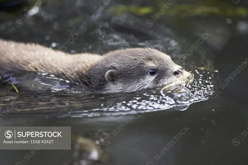 Zoo, sea, dwarf otters, Aonyx cinerea,  Young, swims,   Series, animal enclosures, , animal, wild animal, mammal, carnivore, country carnivore, otters...