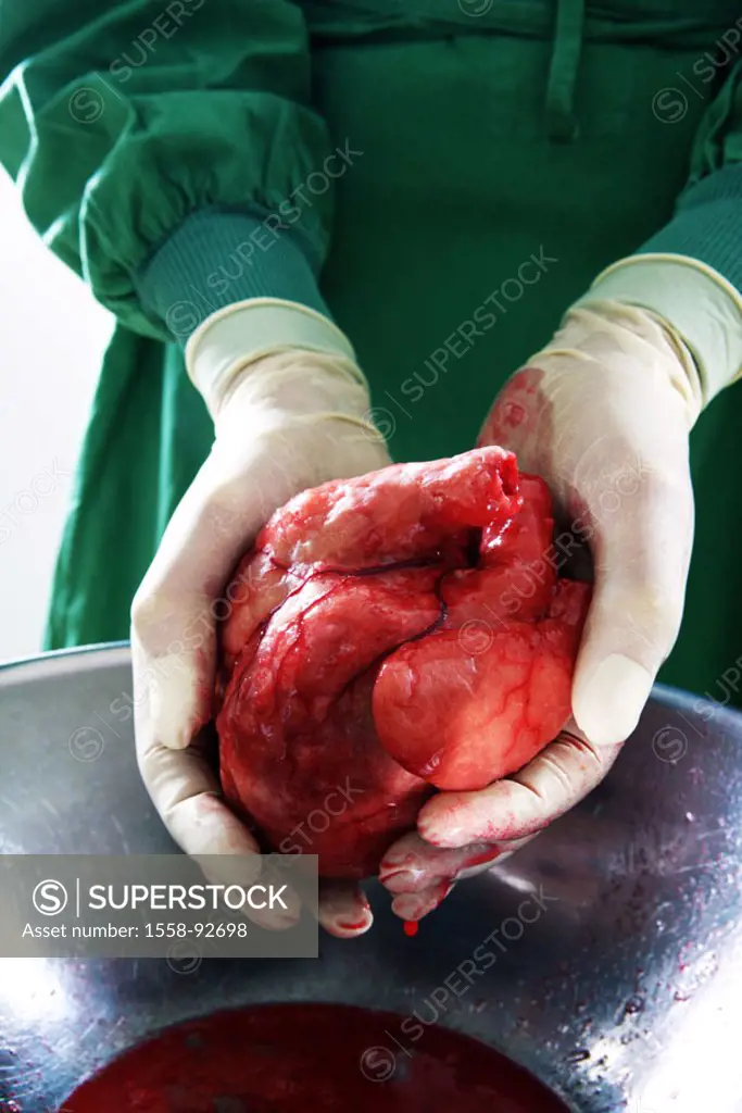 Surgeon, detail, hands, heart, holding,    Series, man, doctor, occupation, fixed occupation, doctors, heart surgeon, specialist, OP-Kleidung, gloves,...