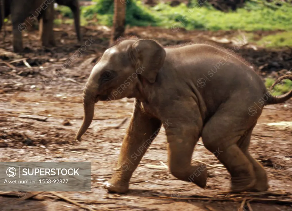 Island Sri Lanka, Kegalla, Pinnawela  Elephant Orphanage, elephant,  Young, running, side view,  Asia, South Asia, elephant orphanage, animals, mammal...