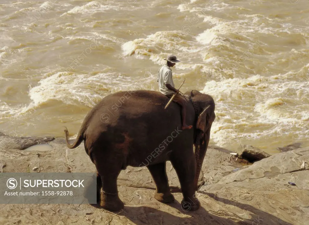 Island Sri Lanka, Kegalla, Pinnawela  Elephant Orphanage, river Maha Oya,  Elephant, Mahout,  Asia, South Asia, province Sabaragamuwa, animal protecti...