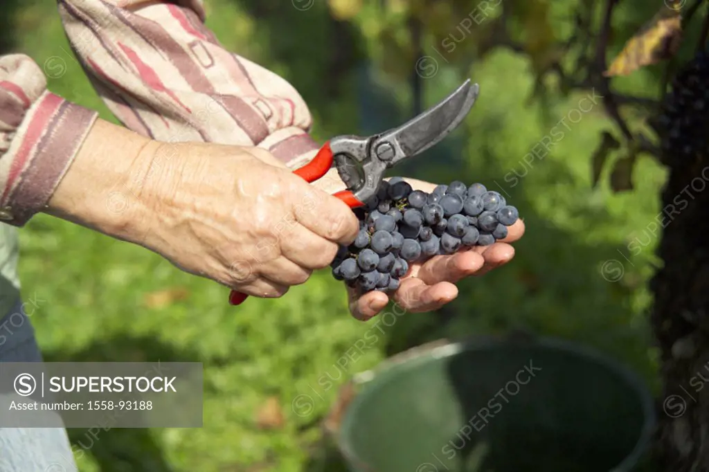 Germany, Baden-Württemberg,  Vineyard, vintage, wine-grower, detail,  Hands, garden scissors, grapes,  Wine-growing area, agriculture, cultivation, pl...