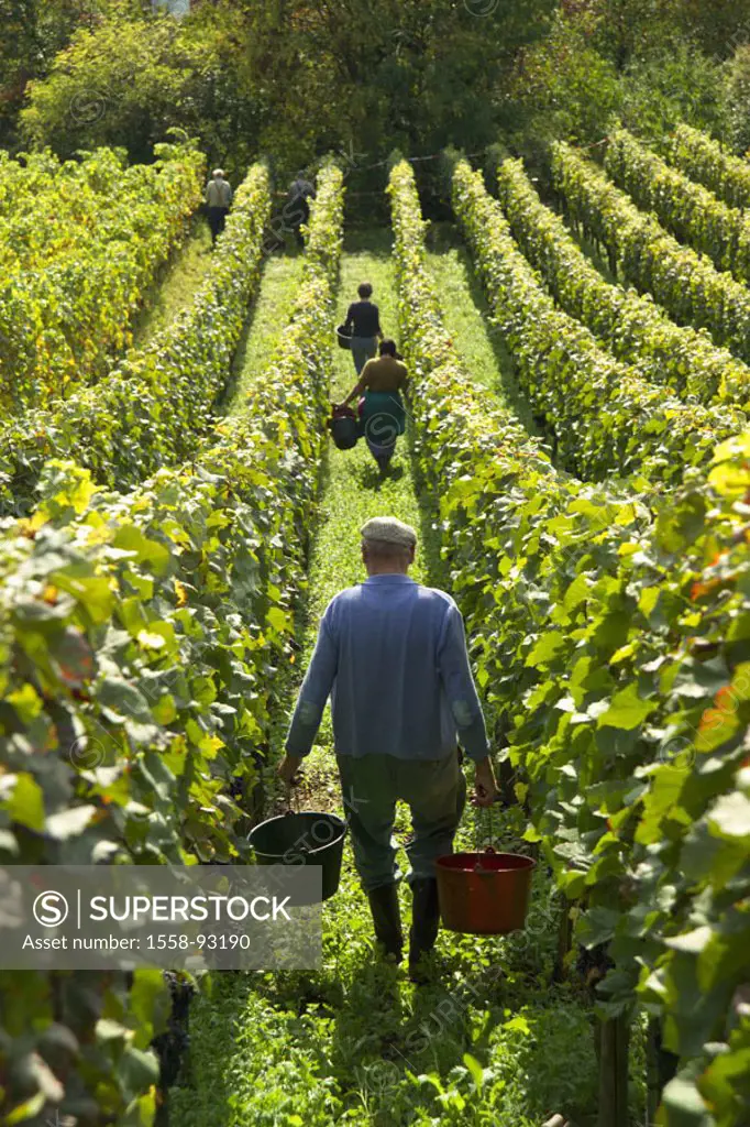 Germany, Baden-Württemberg,  Vineyard, vineyard, vintage,  Harvest helpers, view from behind,  Baden, wine-growing area, agriculture, cultivation, pla...