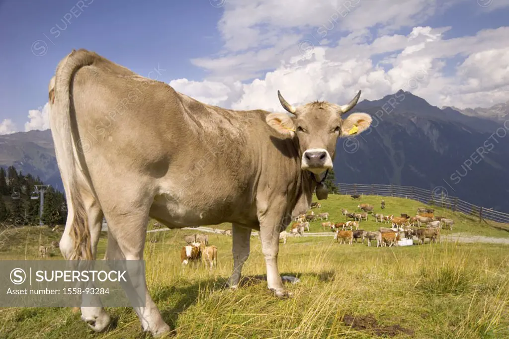 Austria, Vorarlberg, Montafon,  Silvretta novas, mountain meadow, cows,   Europe, Alps, central Alps, mountains, highland, landscape, mountains, winte...