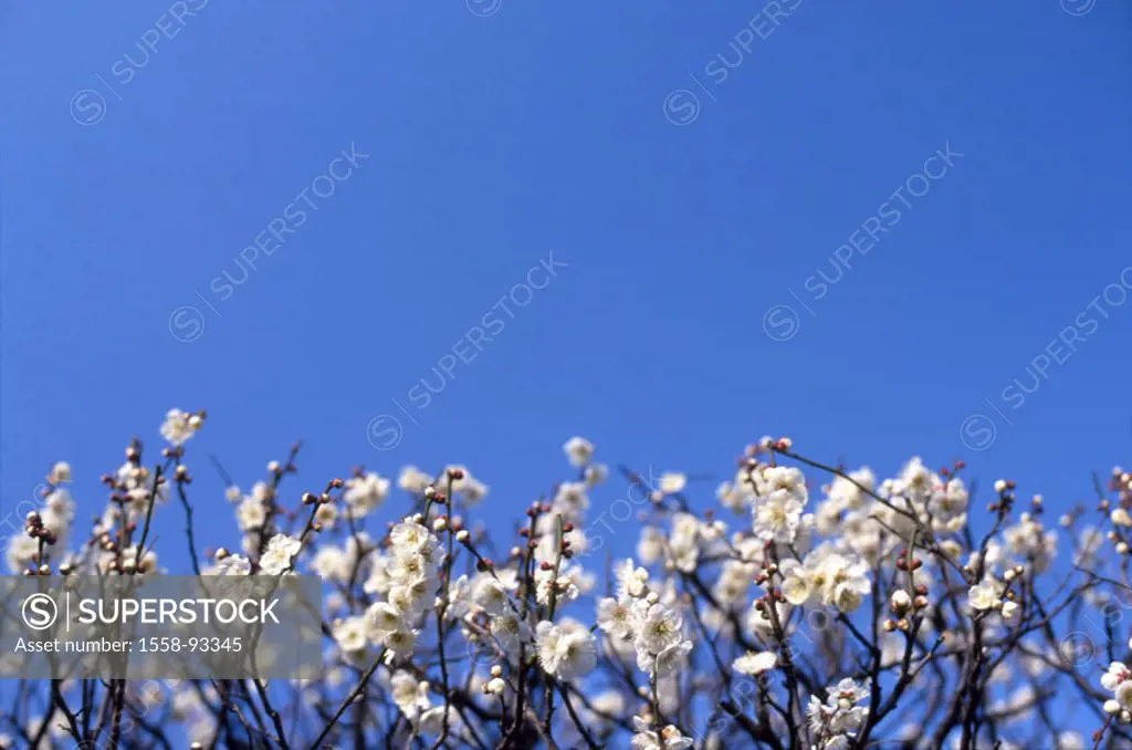 Japan, plum tree, detail,  Branches, blooms, know,   Tree, shrub, Ume-Pflaumen, blooms, prime, nature, season, Textfreiraum,