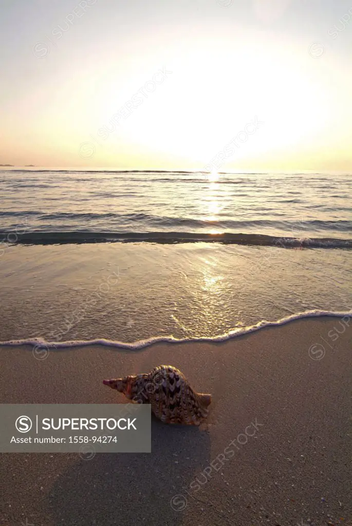 Beach, mussel, vacation, summer, morning mood,