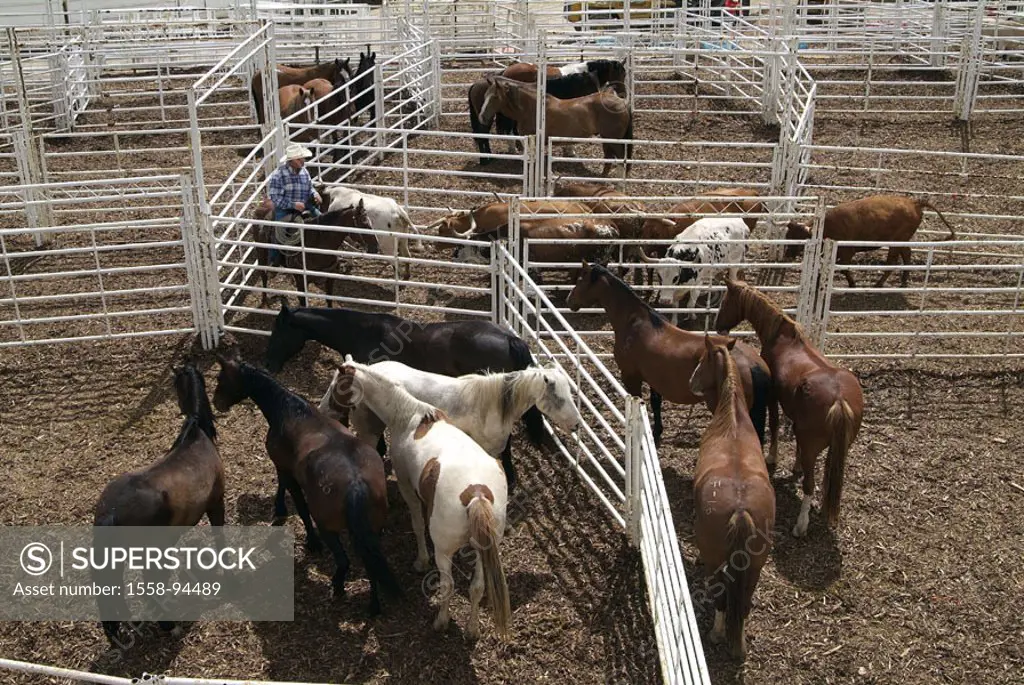 Canada, Alberta, Calgary, Stampede, rodeo, lattices, cowboy, horses, cows,