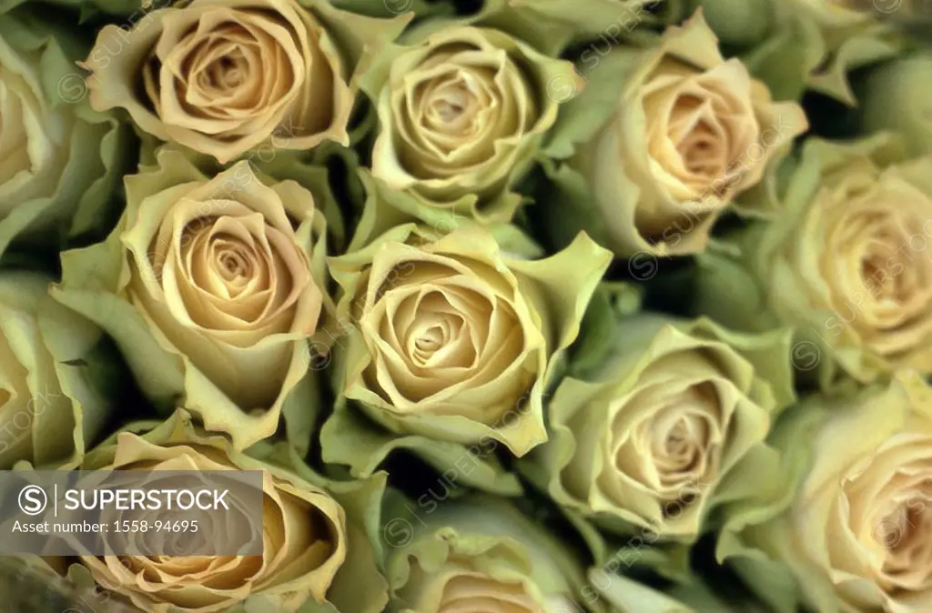 Roses, detail, bloom heads, pink-green,    from above, flowers, ornament flowers, slice flowers, flower bouquet, blooms, densely, narrow, pink, light-...