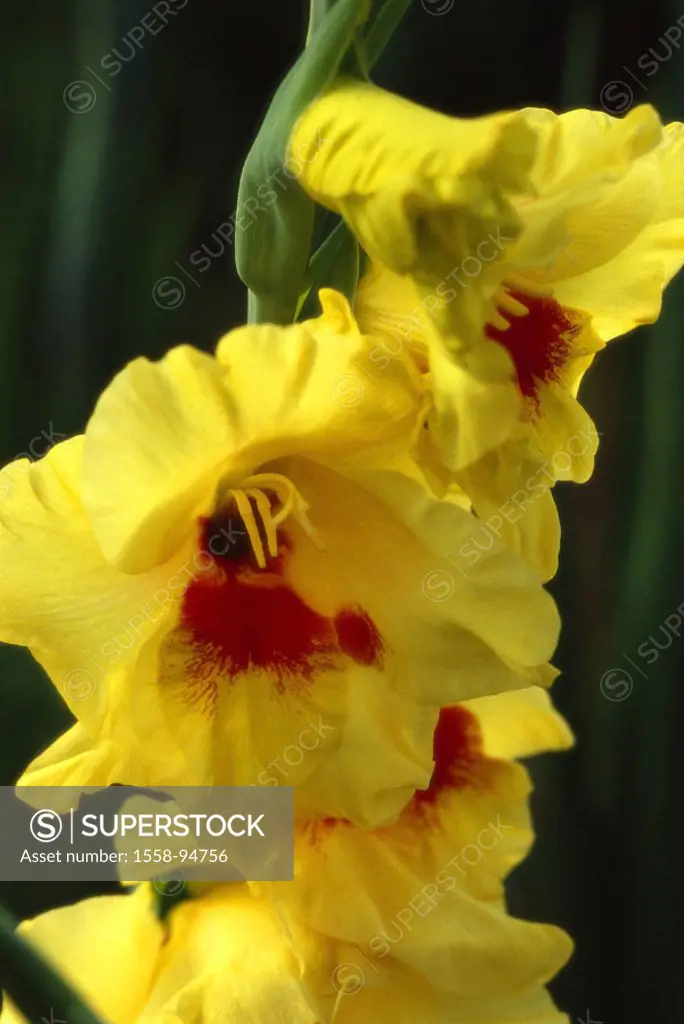 Gladiolus, blooms, in two colors, detail,    Nature, botany, vegetation, plant, flower, Gladiolus, victorialis, iris plant, ornament flower, ornamenta...