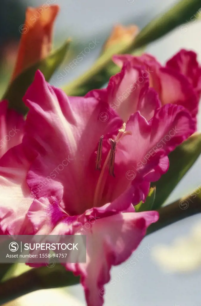Gladiolus, bloom, pink, detail,    Nature, botany, vegetation, plant, flower, Gladiolus, victorialis, iris plant, ornament flower, ornamental plant, g...
