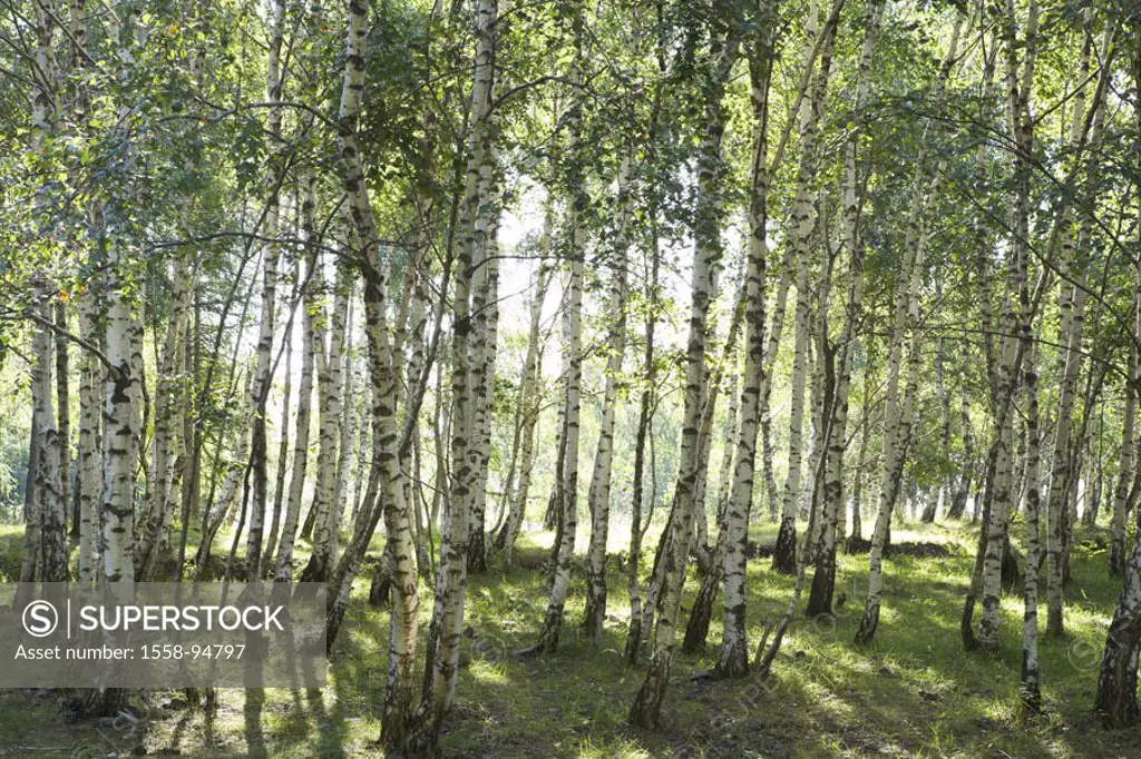 Birch forest,    Forest, meadow, birches, Betula, moss, light, sun, spring, summers, trees, deciduous trees, deciduous forest, mood, silence, freedom,...