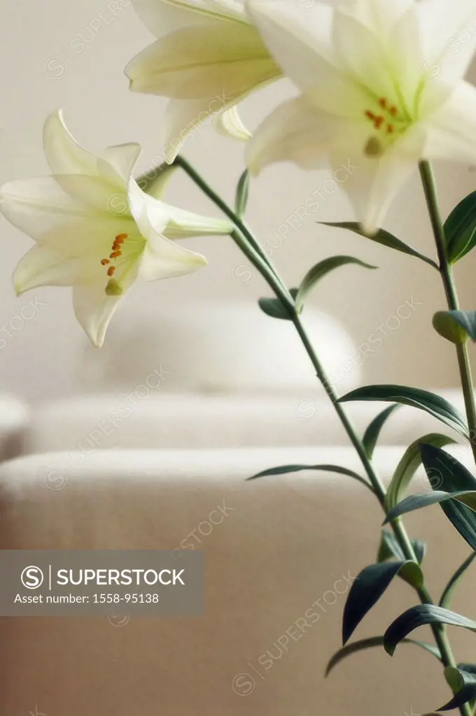 Easter lily, Lilium longiflorum, blooms,  white, truncated,   Is in store plant, flower, slice flower, lily, slice flowers, ornament flowers, concept ...