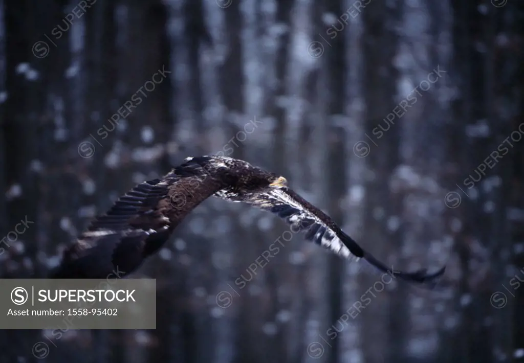 Eurasian marine eagle, Haliaeëtus albicilla, flight,
