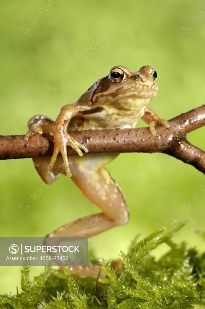 Grass frog, Rana temporaria, branch, moss,