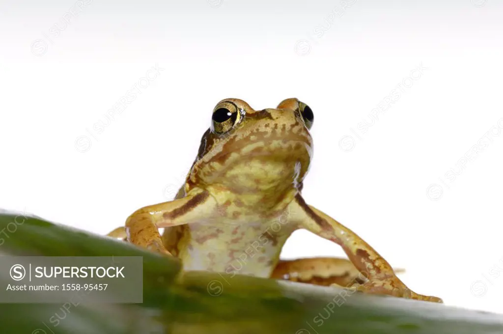 Grass frog, Rana temporaria, leaf,