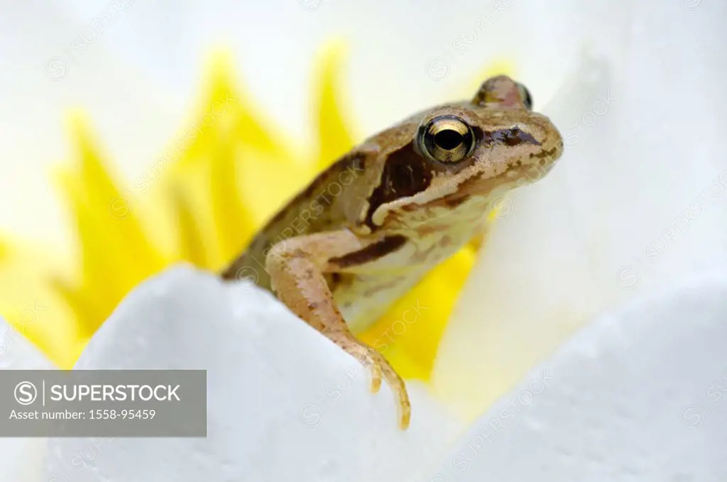 Grass frog, Rana temporaria, bloom,