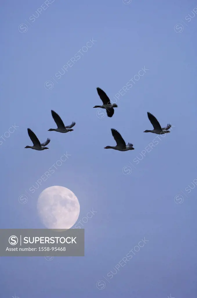 Gray geese, flight, heaven, moon, evening, M,