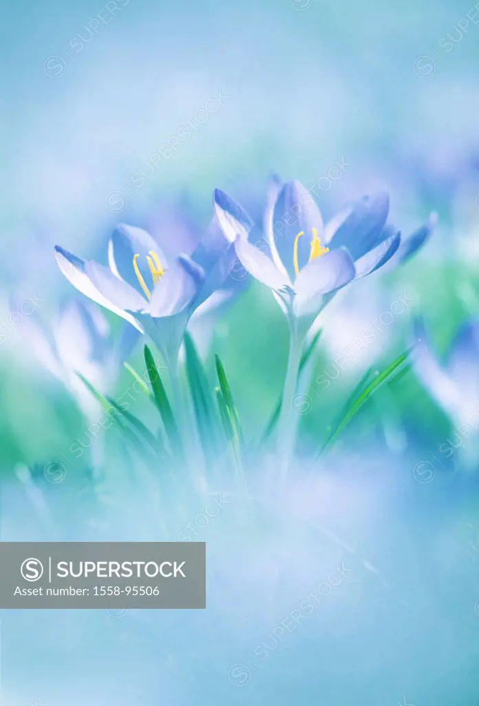 In the spring crocuses, Crocus albiflorus, verfremdet, blue,