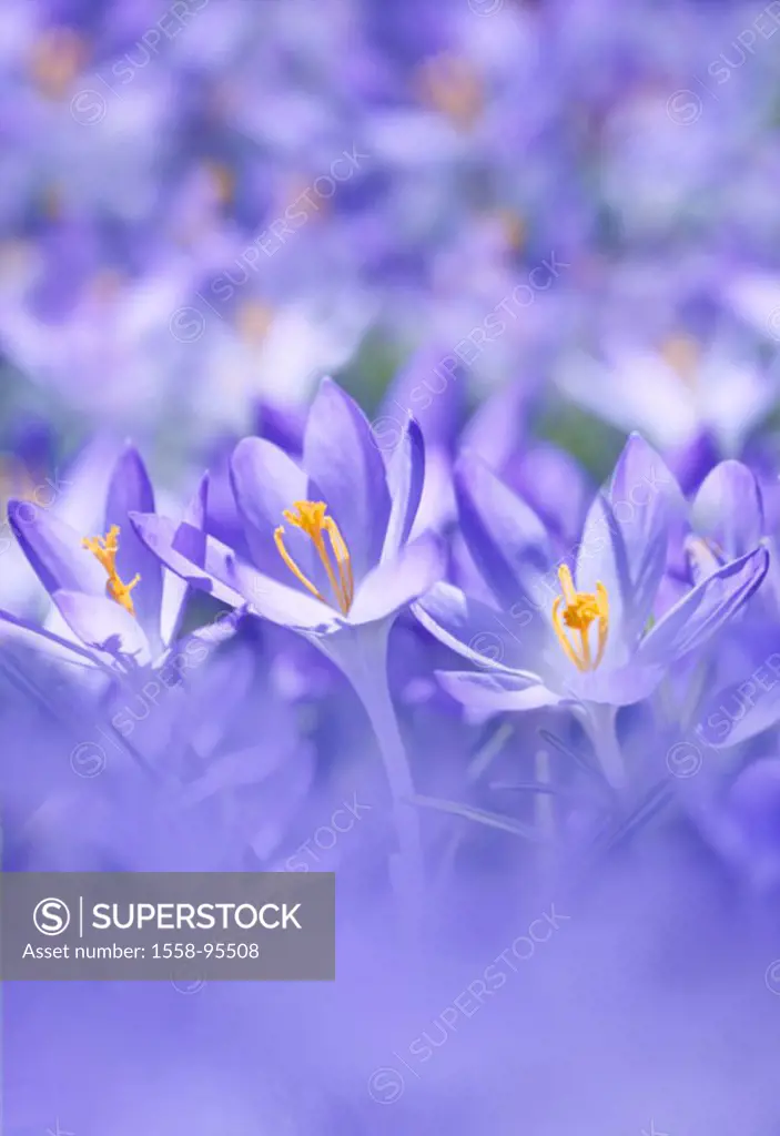 In the spring crocuses, Crocus albiflorus, purple,