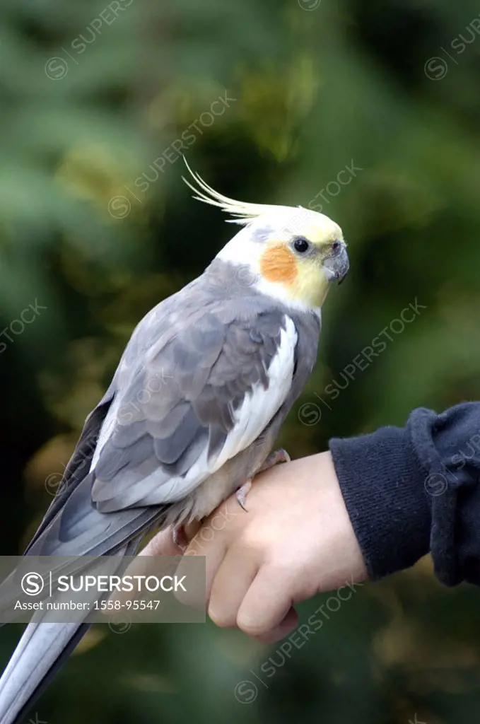 Hand, nymph parakeet, Nymphicus hollandicus, tame,