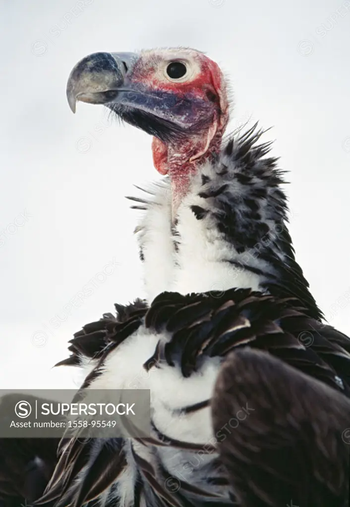 Ear vultures, Torgos tracheliotus, portrait, at the side,