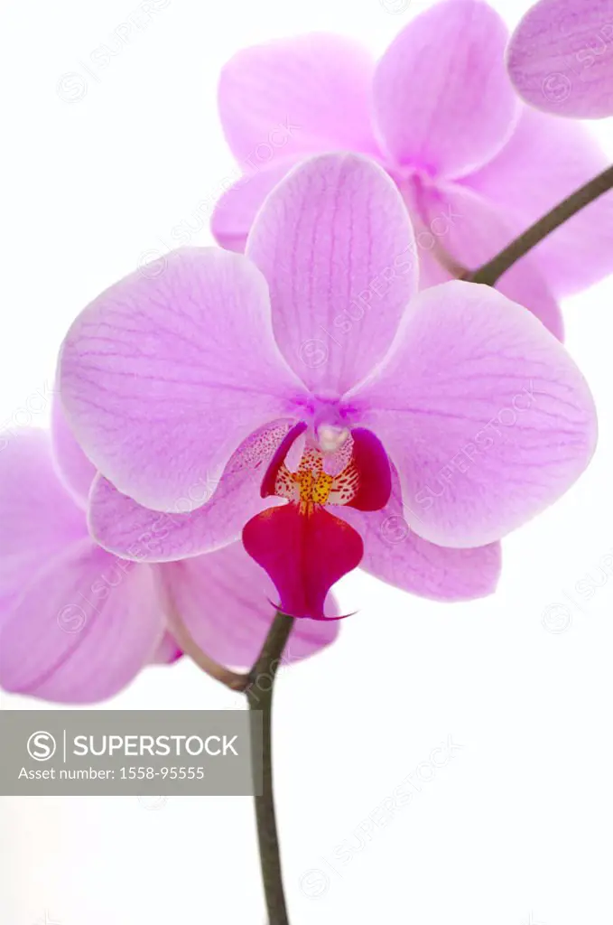 Orchid, Phalaenopsis sp., purple,