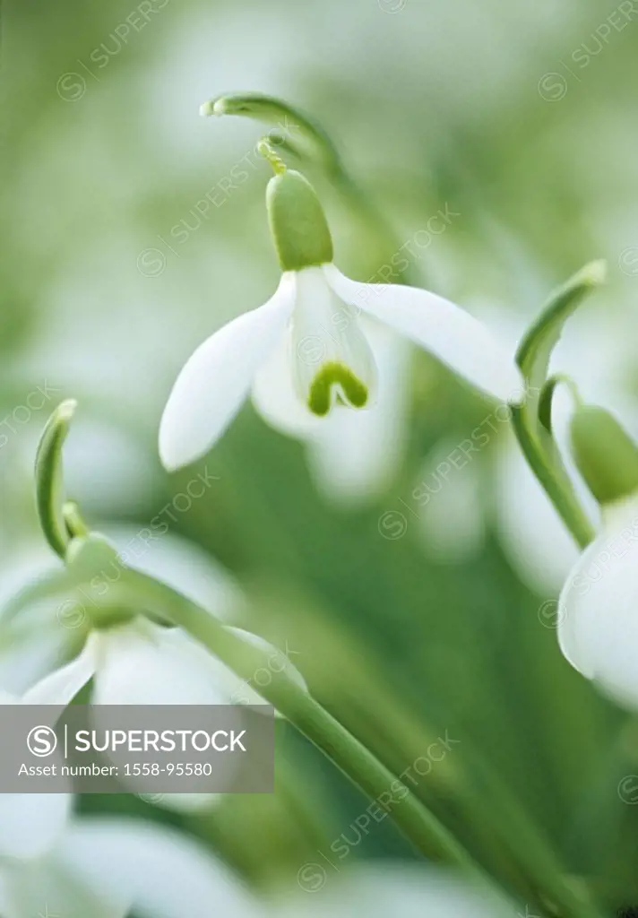 Snowdrop, Galanthus nivalis,