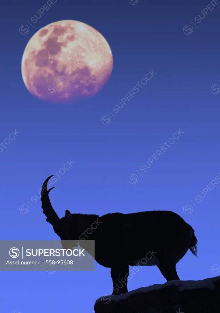 Rocks, ibex, Capra ibex, silhouette, moon, M,