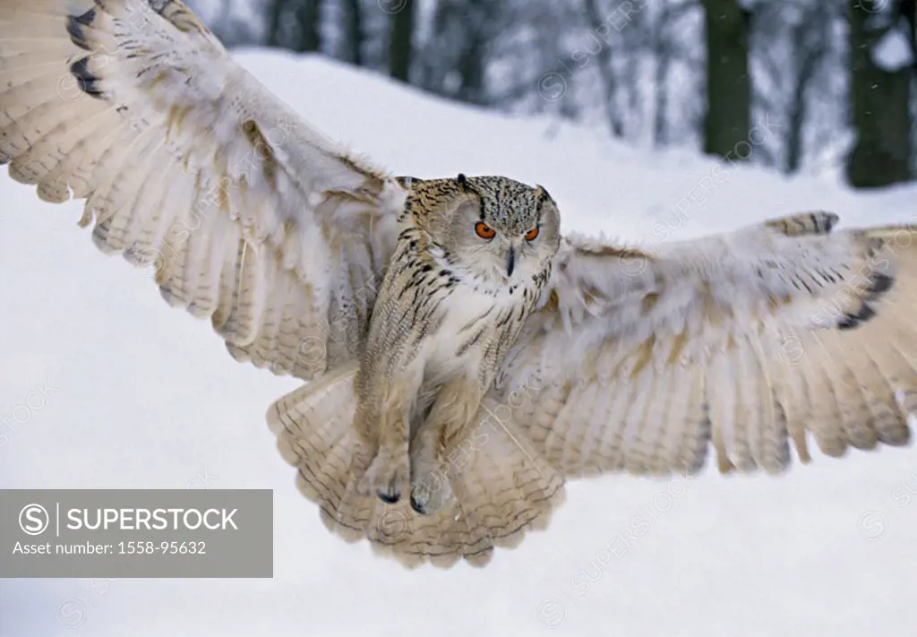 Eagle-owl, bubo bubo flight winters,