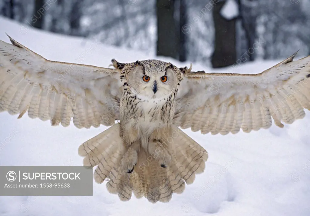 Eagle-owl, bubo bubo flight winters,