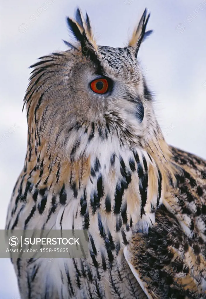 Eagle-owl, bubo bubo, portrait,