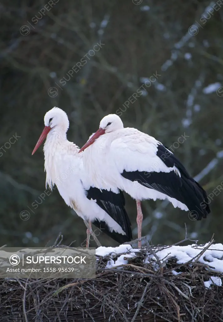 Weißstörche, Ciconia ciconia, nest, snow, in pairs,